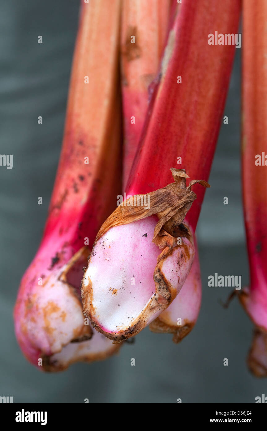 Close-up of Organic Rhubarb Stock Photo