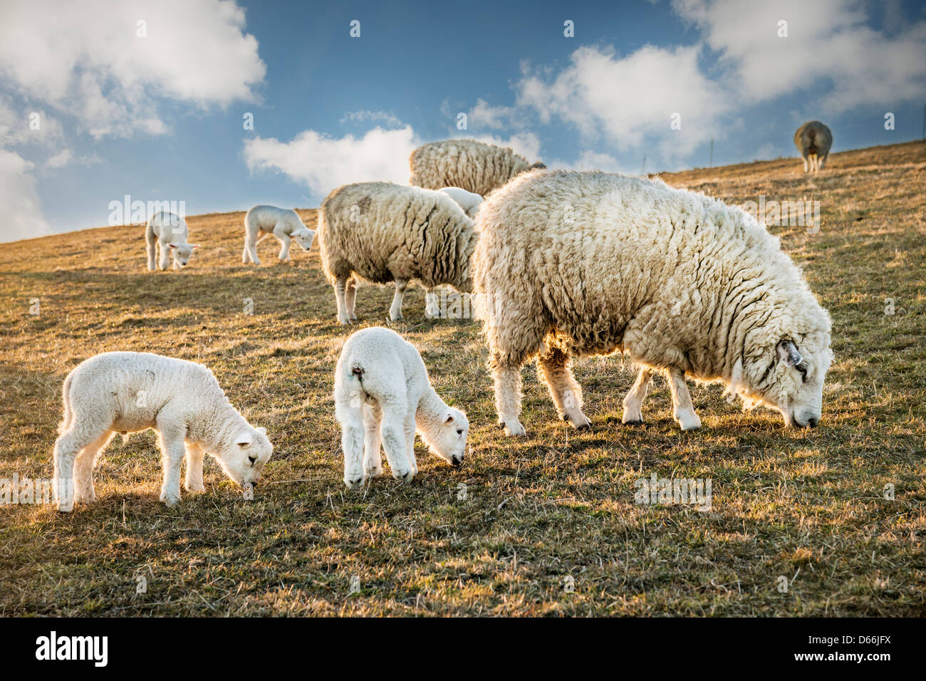Flock of sheep and lambs in a meadow in the evening with blue sky and clouds Stock Photo