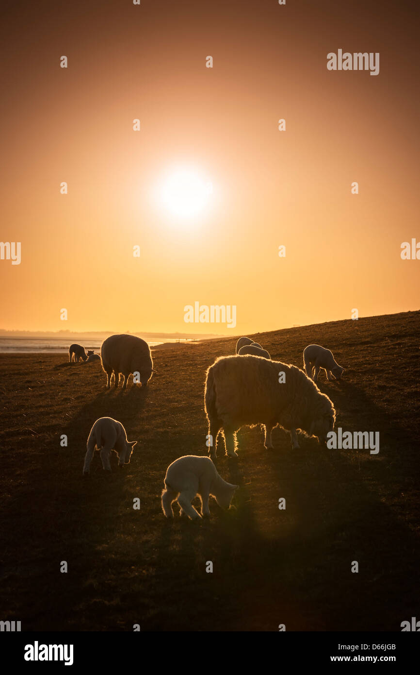 Sheep on a pasture at sunset in spring Stock Photo