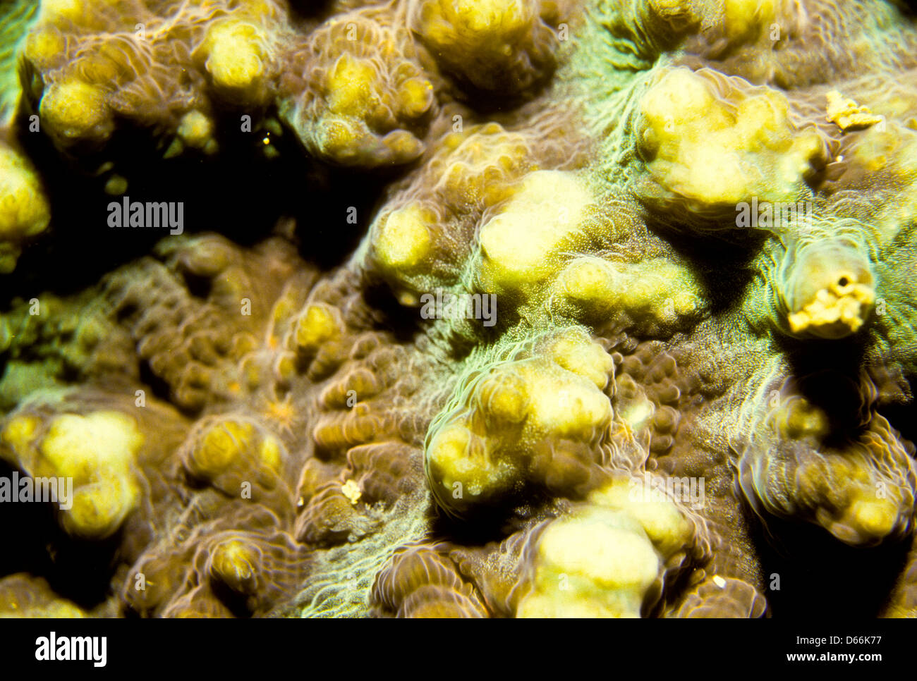 Finger Coral,Stylophora pistillata,Sipadan Nov1990 Underwater Slide Conversions,one of the richest marine habitats in the world. Stock Photo