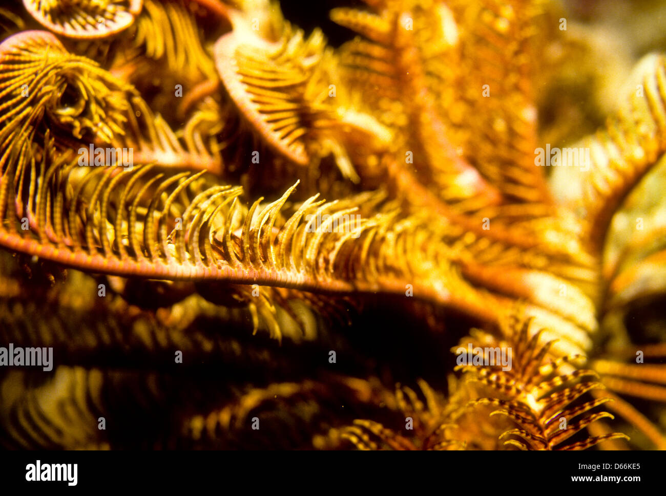 Feathery arms of Crinoids or Comanthus bennetti,Feather Stars,Sipadan Nov 1990 Underwater Slide Conversions,Sabah,Malaysia Stock Photo