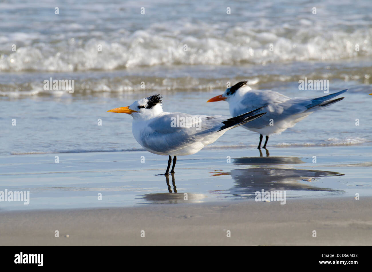 Pair of Royal Terns on the beach Stock Photo