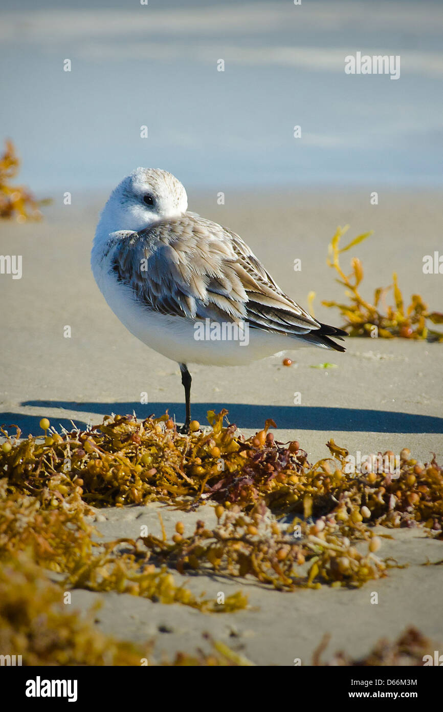 A Sanderling sandpiper at rest on the beach Stock Photo