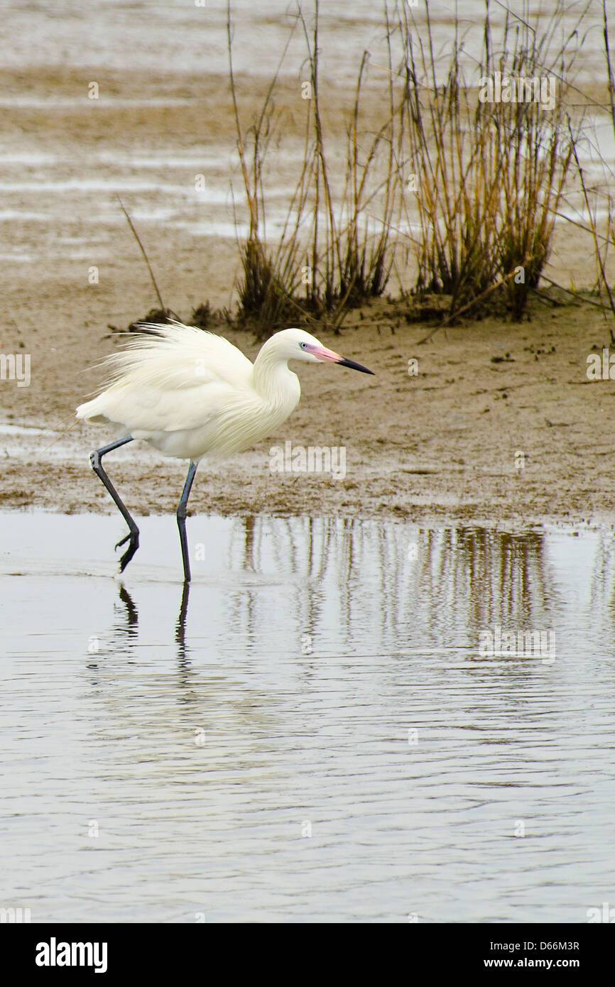 White morph stage of the Reddish Egret foraging for food in a tidal flat off the Gulf of Mexico in Texas Stock Photo