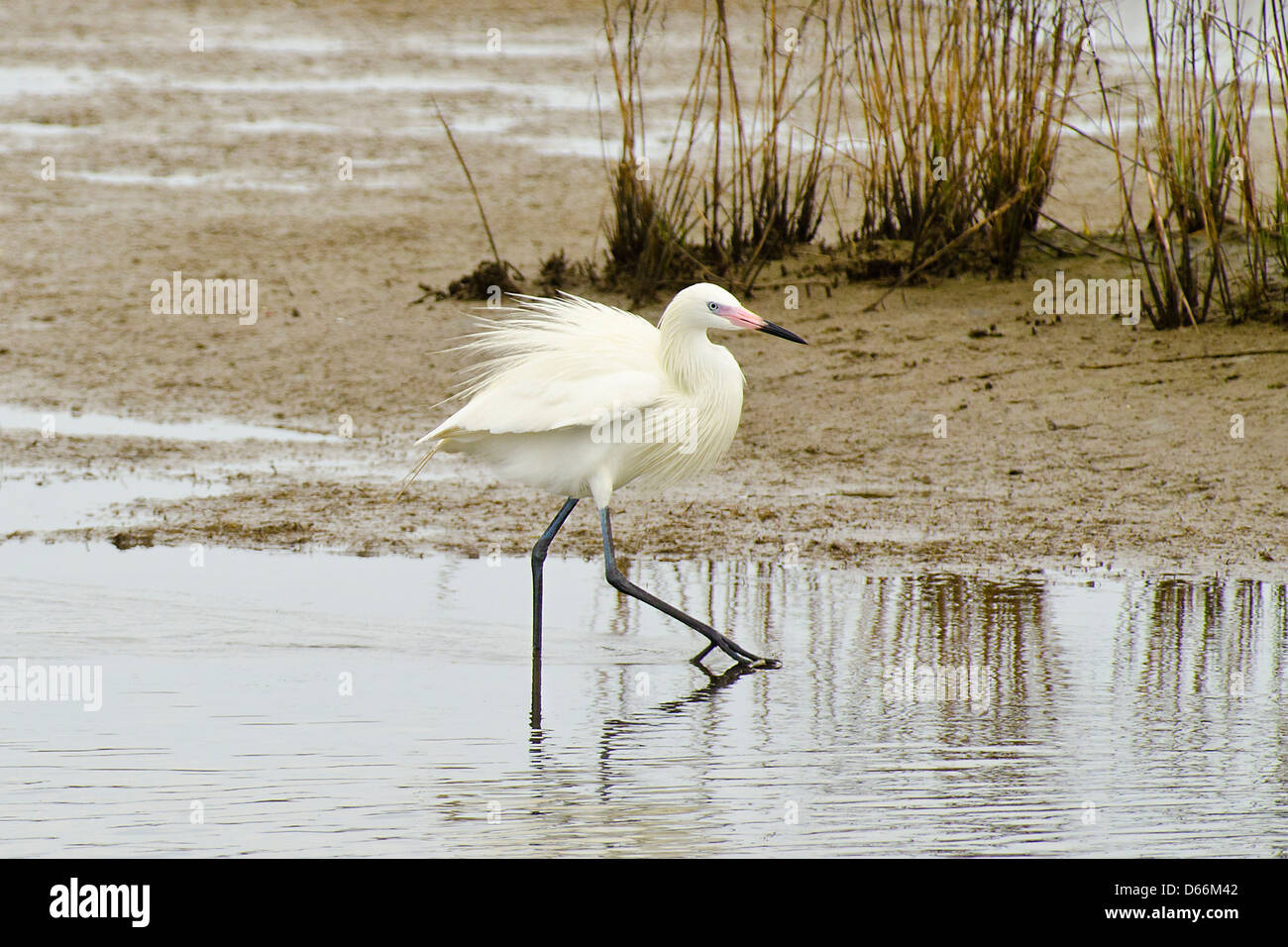 White morph stage of the Reddish Egret foraging for food in a tidal flat off the Gulf of Mexico in Texas Stock Photo