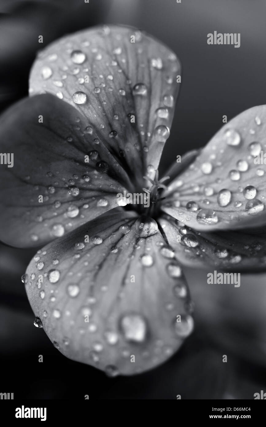 Black and White Geraniums Stock Photo - Alamy