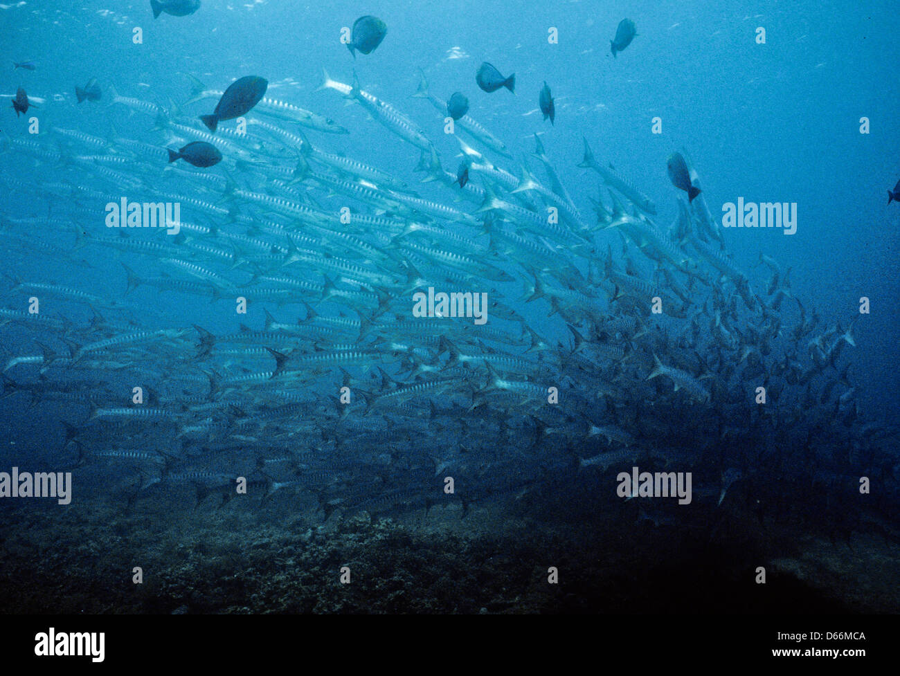 Schools of Barracuda,Sphyraena,Circle of Sipadan Nov 1990 Underwater Slide Conversions,one of the richest marine habitats,Sabah Stock Photo