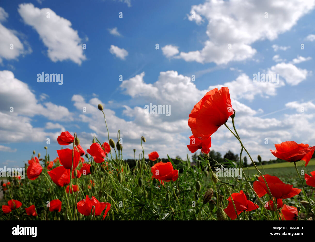 Poppies flowers blue sky clouds hi-res stock photography and images - Alamy