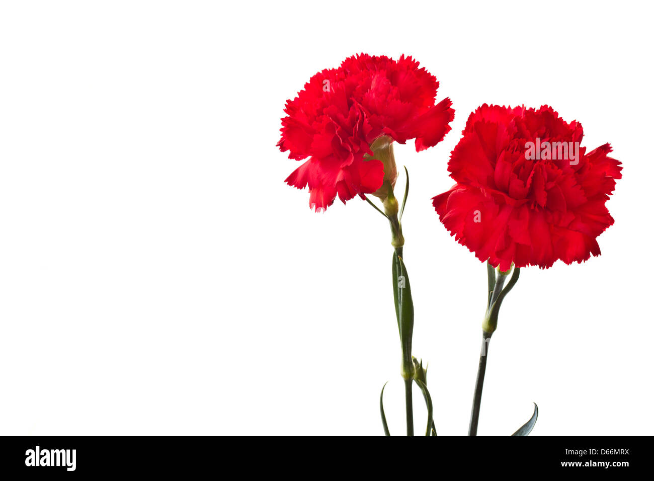 beautiful red carnation on a white background Stock Photo - Alamy