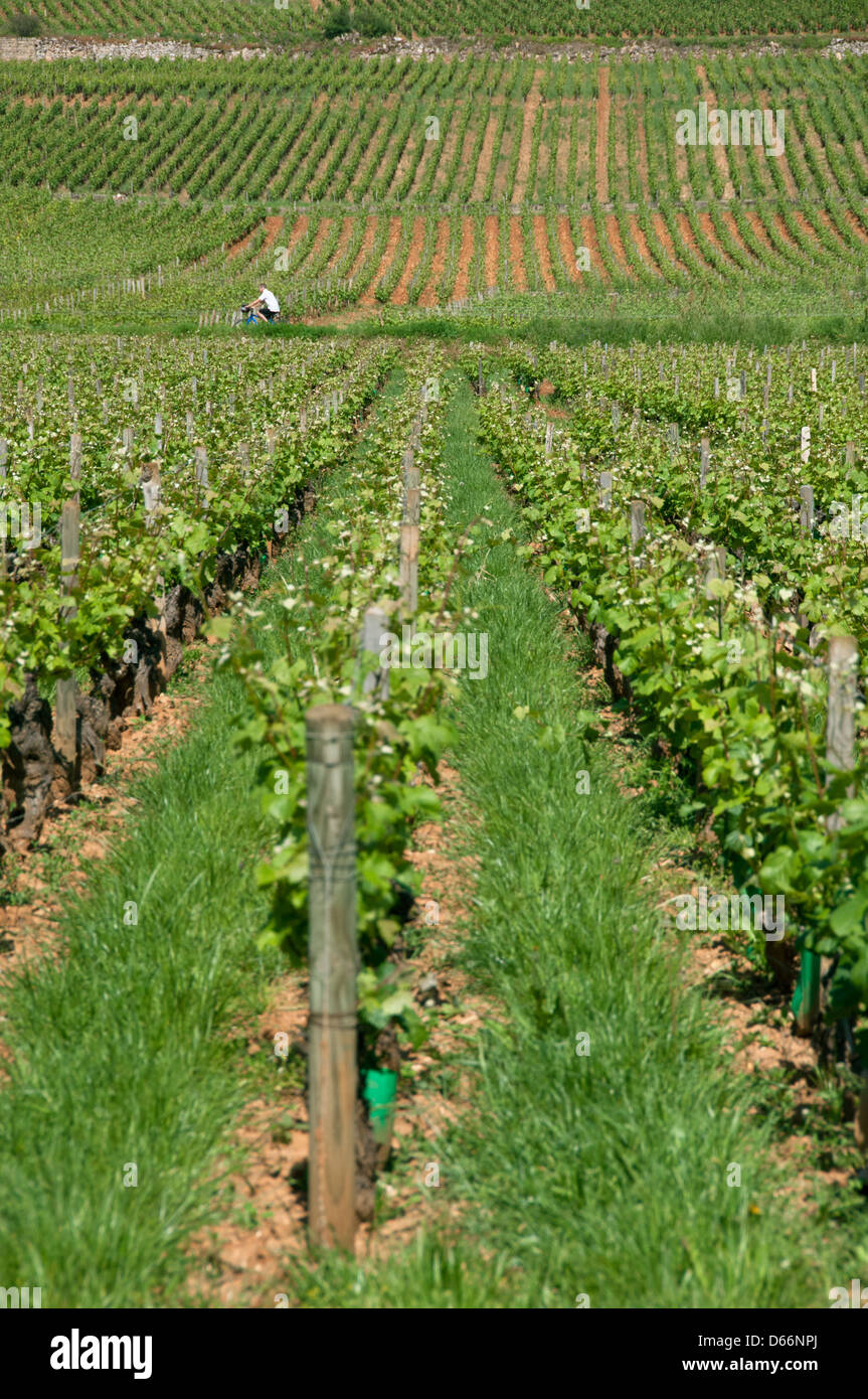 Bourgogne vineyard hires stock photography and images Alamy