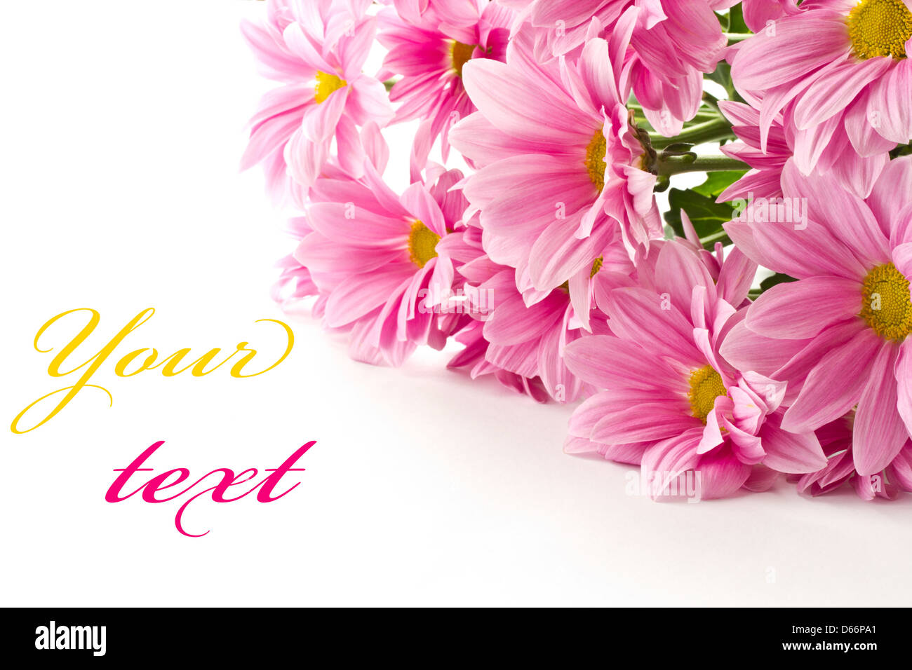 blooming beautiful pink flower isolated on white background Stock Photo ...