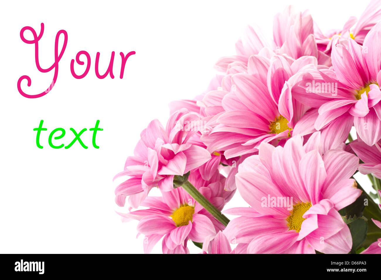blooming beautiful pink flower isolated on white background Stock Photo ...