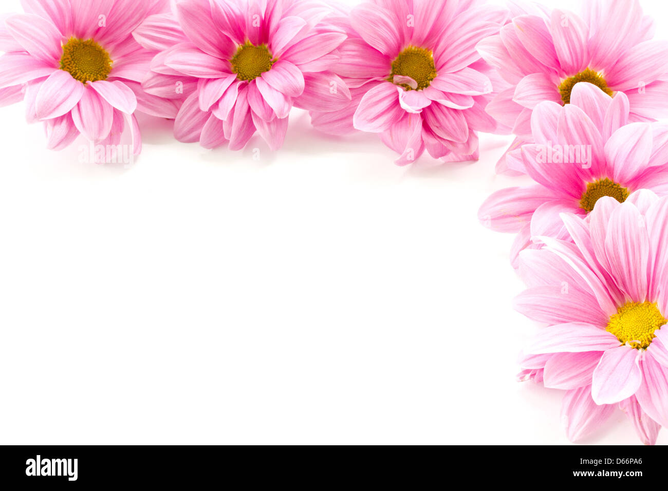 blooming beautiful pink flower isolated on white background Stock Photo ...