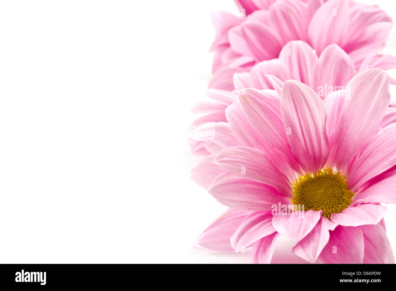 blooming beautiful pink flower isolated on white background Stock Photo ...