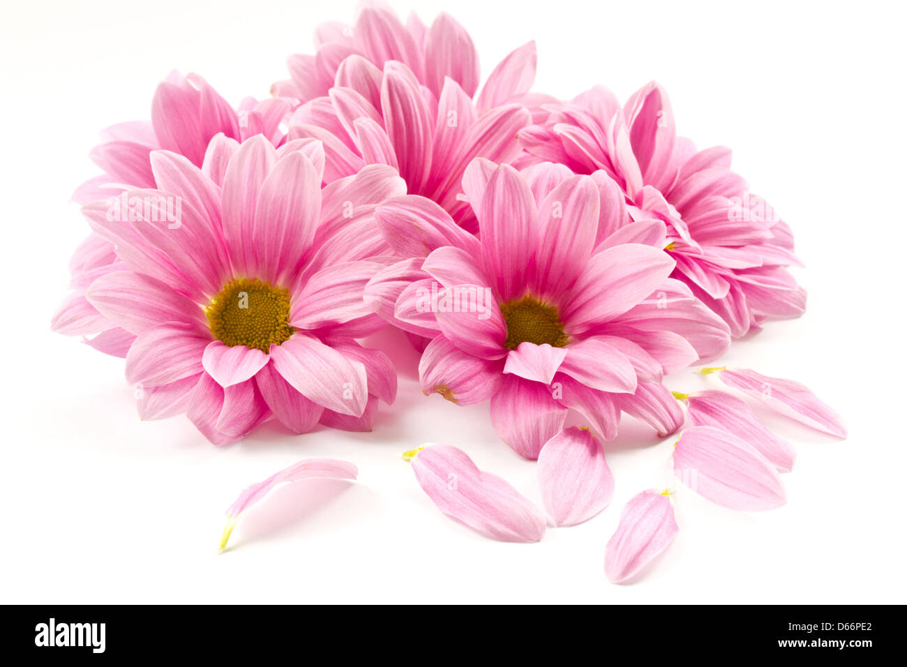 blooming beautiful pink flower isolated on white background Stock Photo ...