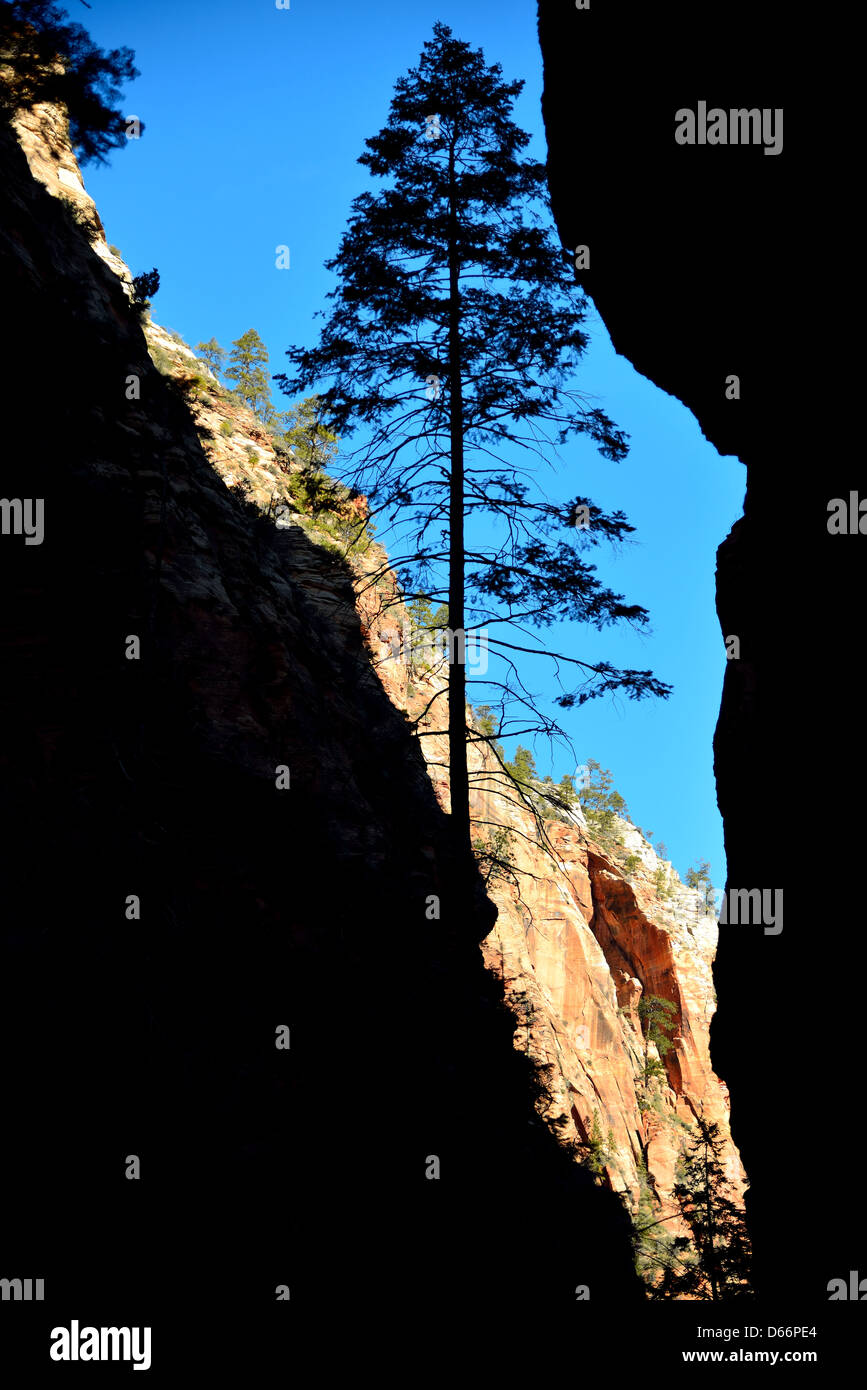 A pine tree silhouette between rock cliff. Zion National Park, Utah, USA. Stock Photo