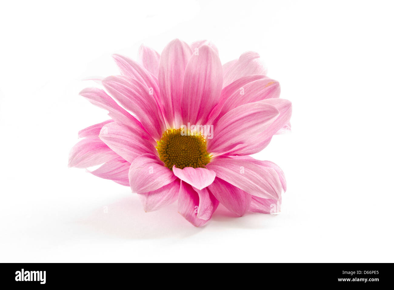 blooming beautiful pink flower isolated on white background Stock Photo ...