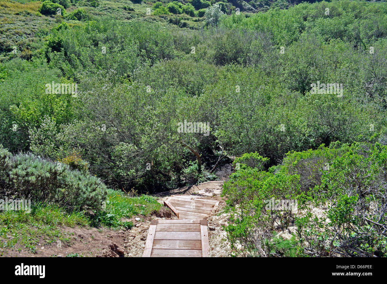 Glen Canyon Park trail stairway, San Francisco, California, USA Stock