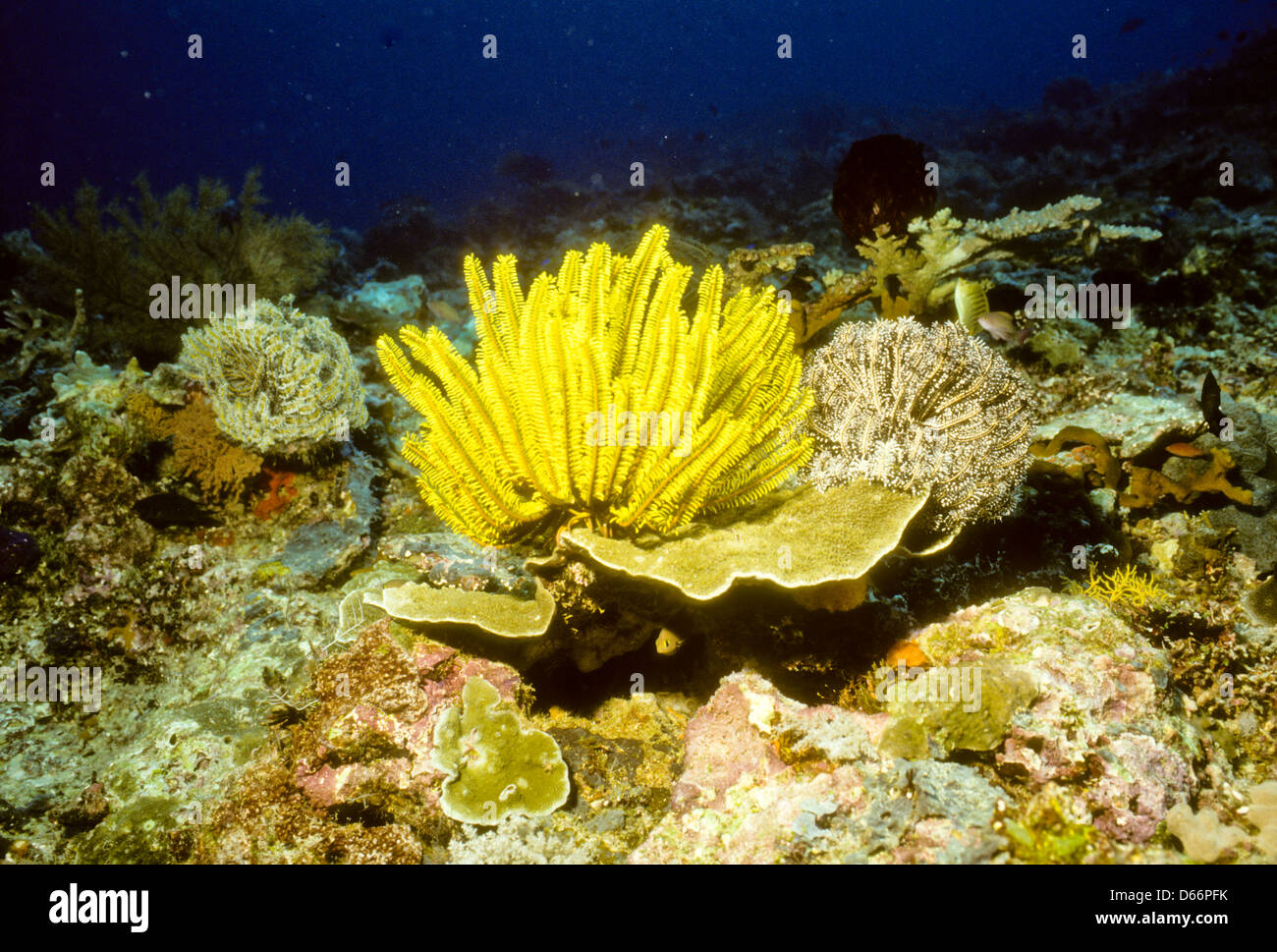 Feathery arms of Crinoids or Comanthus bennetti,Sipadan Nov 1990 Underwater Slide Conversions,richest marine habitats,Sabah Stock Photo