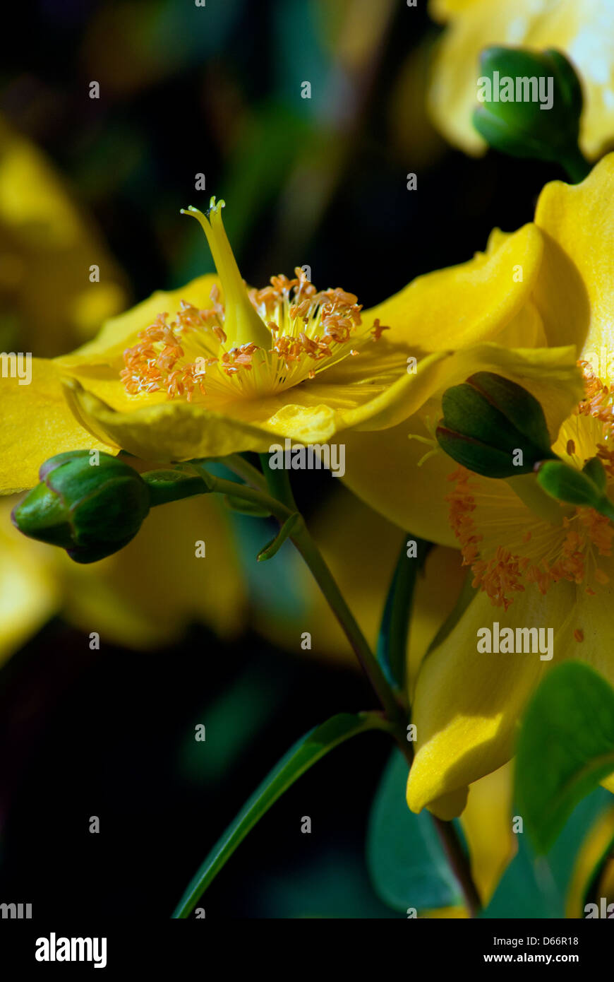 Yellow herbaceous perennials hi-res stock photography and images - Alamy