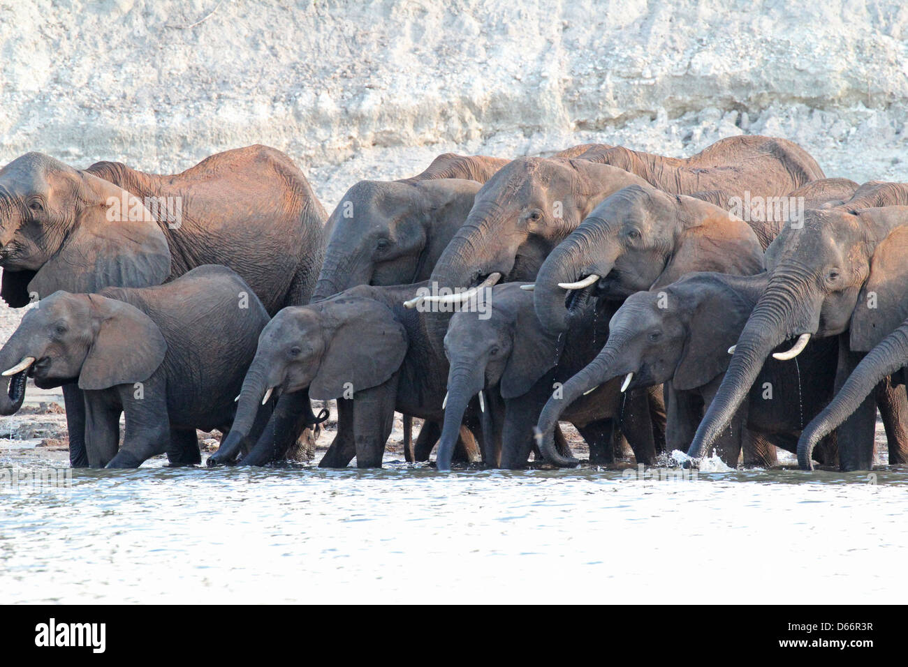 A group of Elephants visits the Chobe River at sunset to have a drink, Chobe NP, Botswana Stock Photo