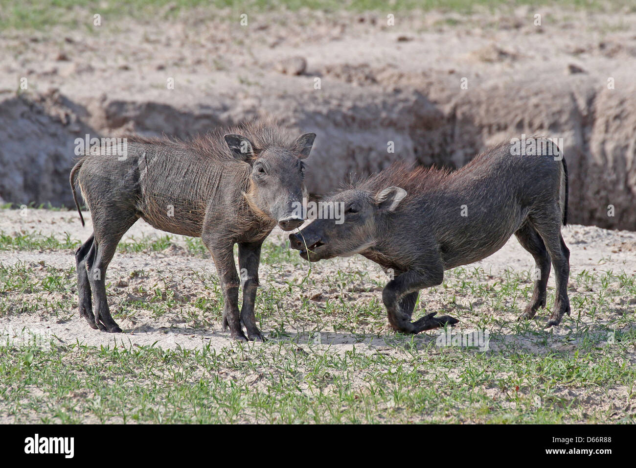 Two young warthogs playing, Chobe NP, Botswana Stock Photo