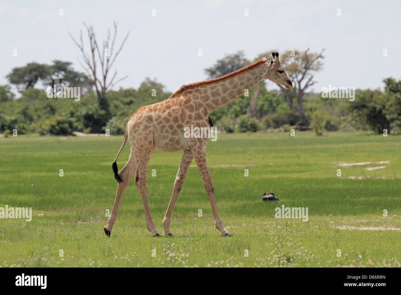 A young giraffe is walking on a green meadow during the rain season, Savuti region, Chobe NP, Botswana Stock Photo