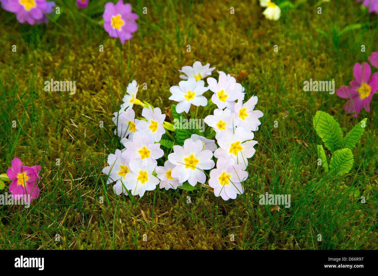 Colorful spring flowers in Switzerland Stock Photo Alamy