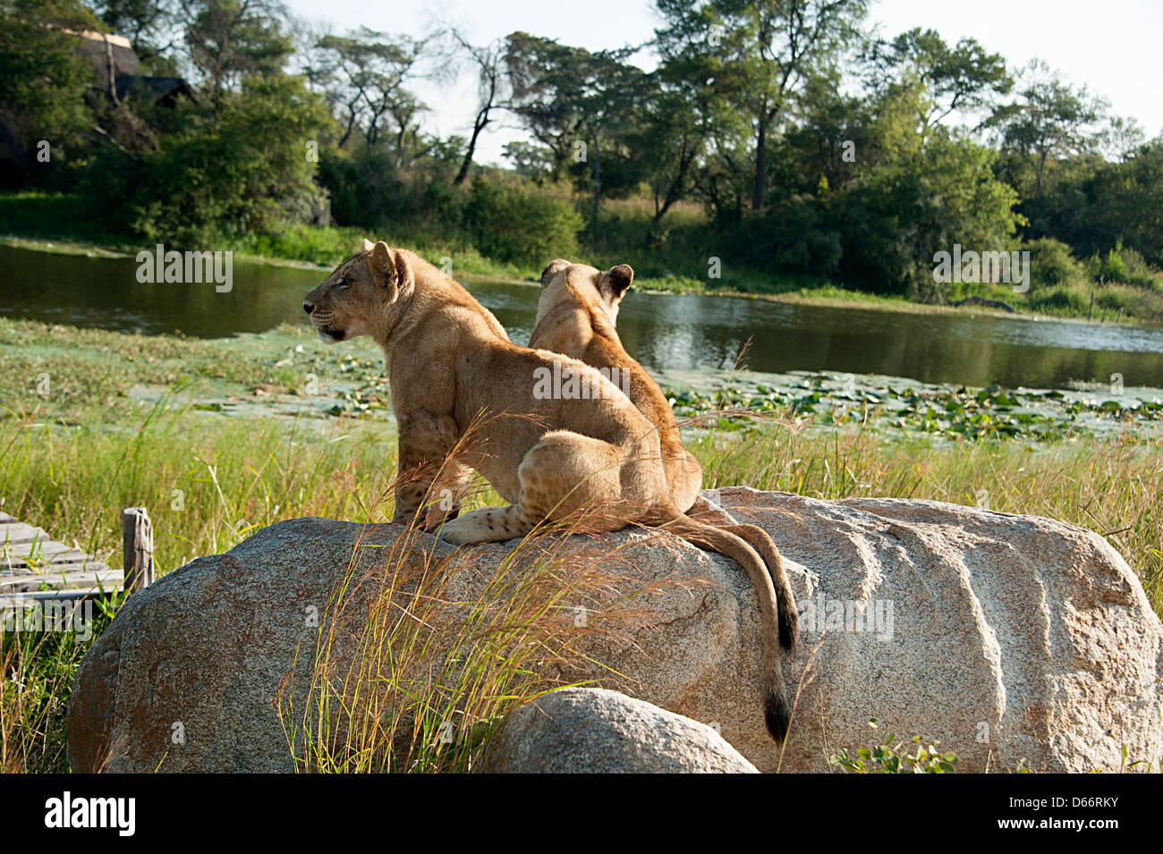 Lion sitting on rock hi-res stock photography and images - Alamy