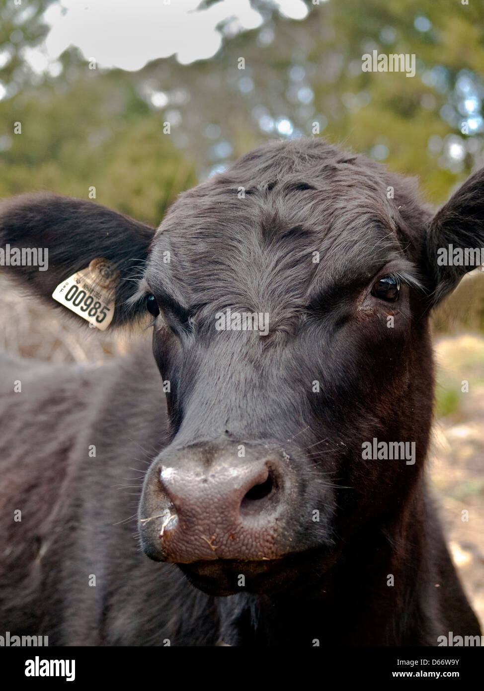 Steer head hi-res stock photography and images - Alamy