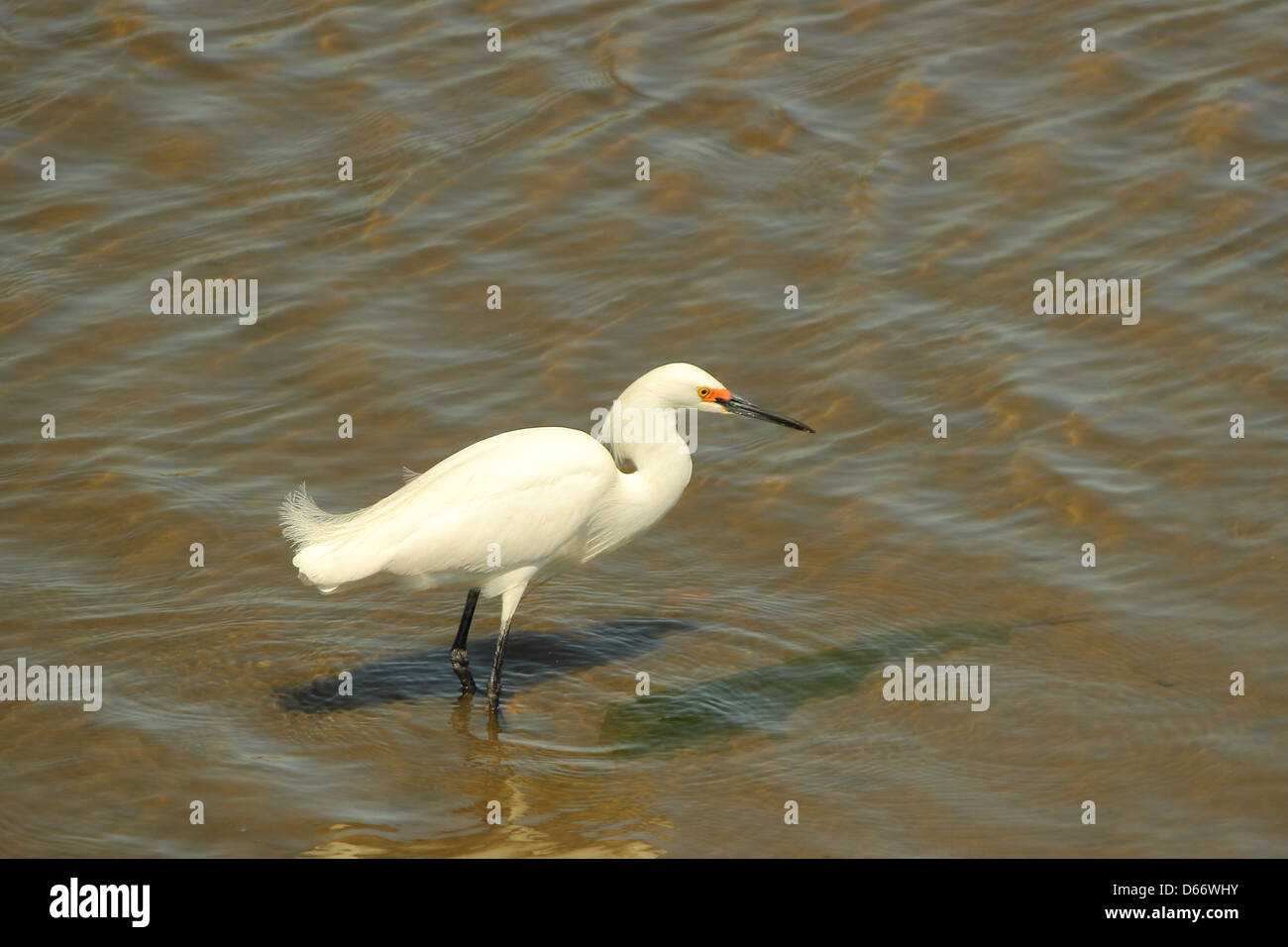Coastal marsh hi-res stock photography and images - Alamy