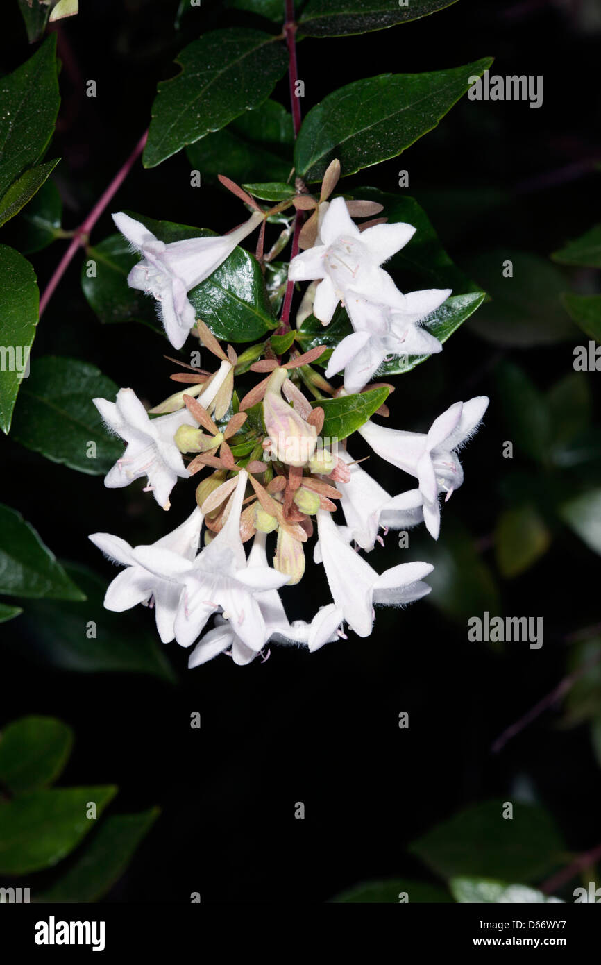 Close-up of flowers of Abelia cultivar - Abelia grandiflora nana - Family Caprifoliaceae Stock Photo