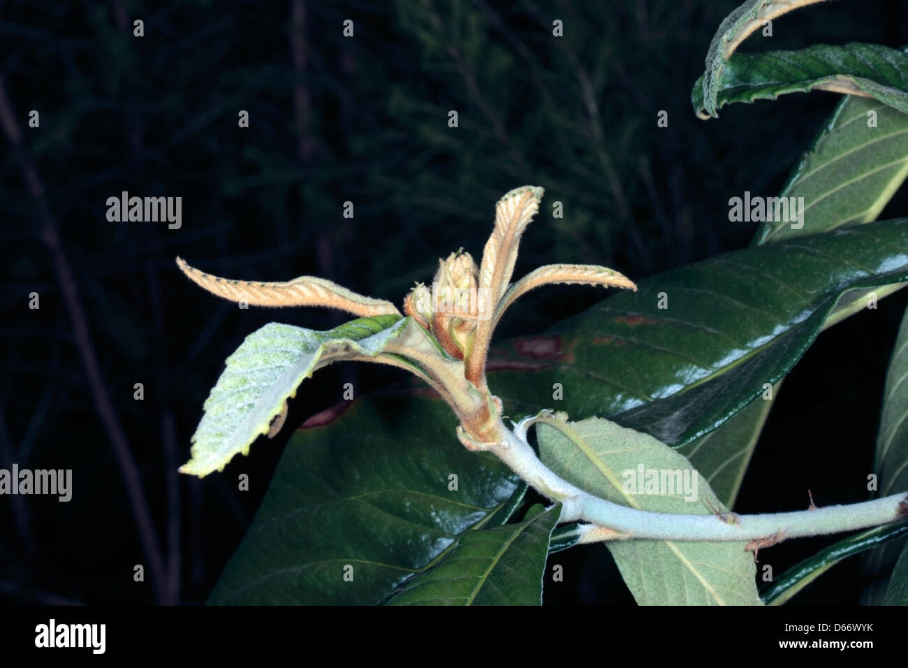 Close-up of new leaf shoots of Loquat tree / Japanese Plum / Chinese Plum- Eriobotrya japonica - Family Rosaceae Stock Photo