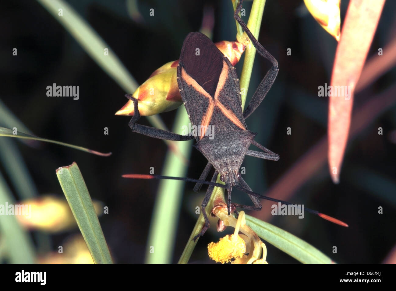 Australian Crusader / Holy Cross Beetle/ Squash / Bug on Flinders Range