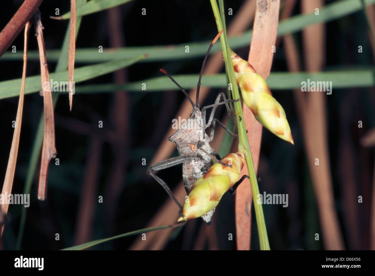 Australian Crusader / Holy Cross Beetle/ Squash / Bug on Flinders Range