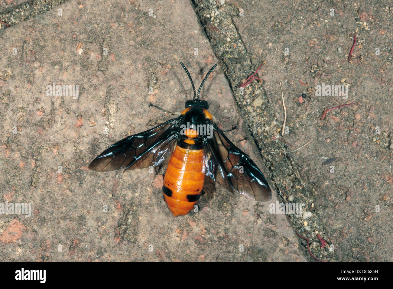 Australian Melaleuca Sawfly- Lophyrotoma zonalis -Family Pergidae Stock Photo