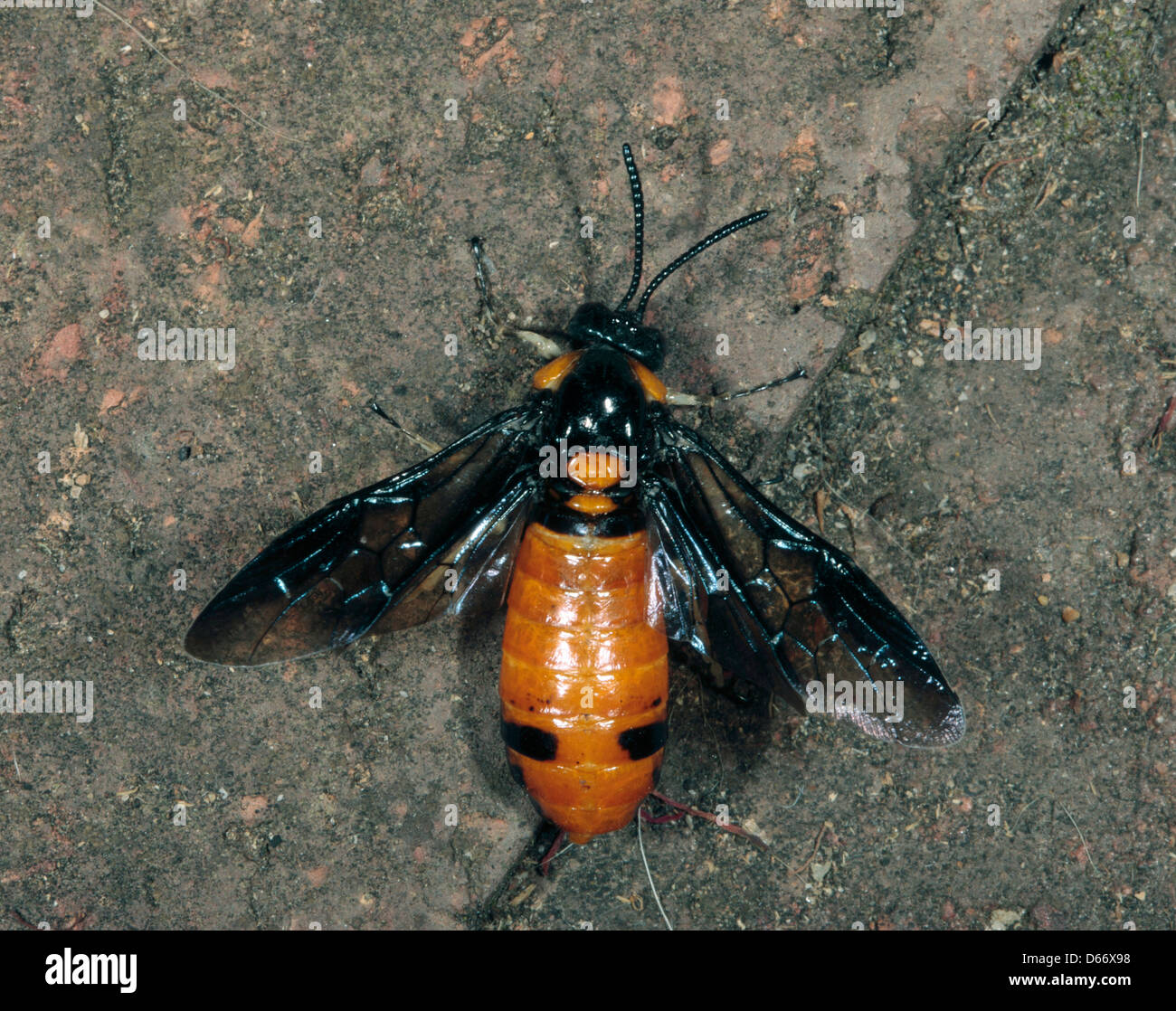 Australian Melaleuca Sawfly- Lophyrotoma zonalis -Family Pergidae Stock Photo