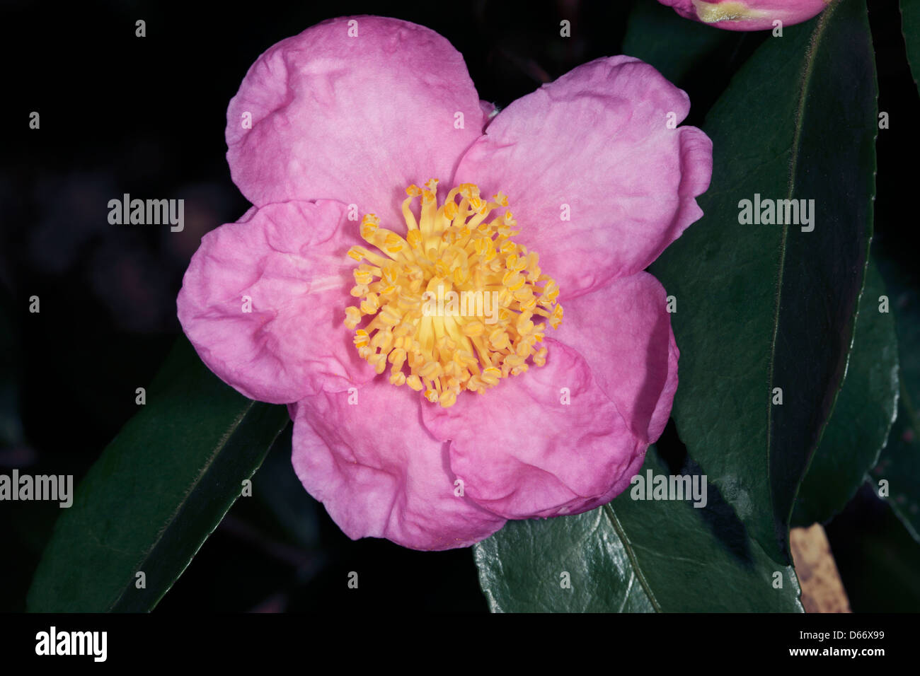 Sasanqua / Japanese Camellia / Christmas Camellia / Yuletide Camellia- Camellia japonica flower - Family Theaceae Stock Photo