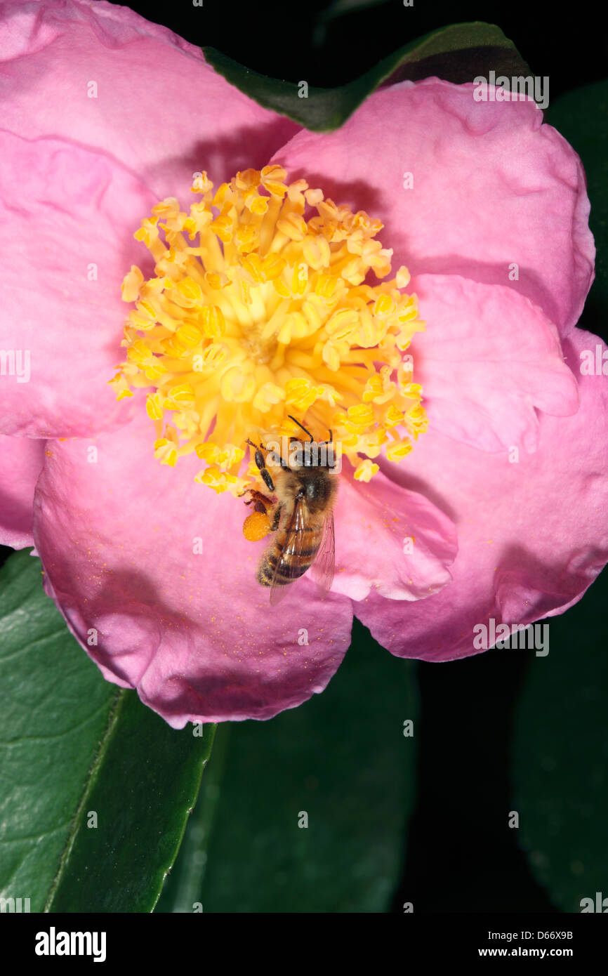 Honey bee collecting pollen from Sasanqua  /Japanese / Christmas / Yuletide Camellia- Camellia japonica flower - Family Theaceae Stock Photo