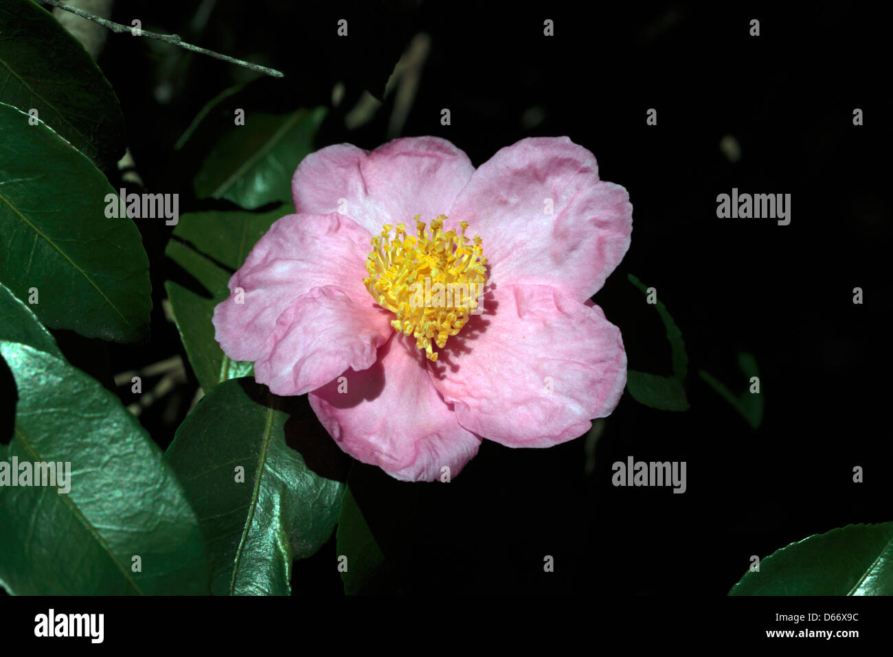 Sasanqua / Japanese Camellia / Christmas Camellia / Yuletide Camellia- Camellia japonica flower - Family Theaceae Stock Photo