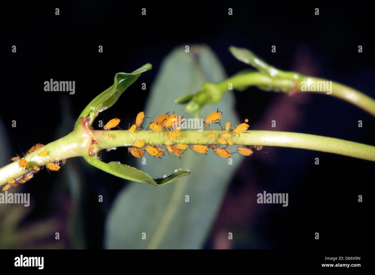 Oleander Aphids / Plant Lice/ Aphis nerii Family Aphidoidea Stock Photo Alamy