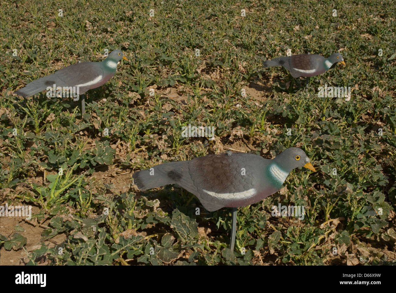 Halfshell decoys used for decoying Woodpigeons (Columba palumbus