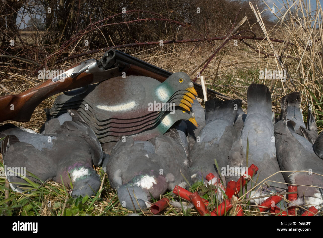 Bag of Wood-pigeons (Columba palumbus) with decoys and 28 ...