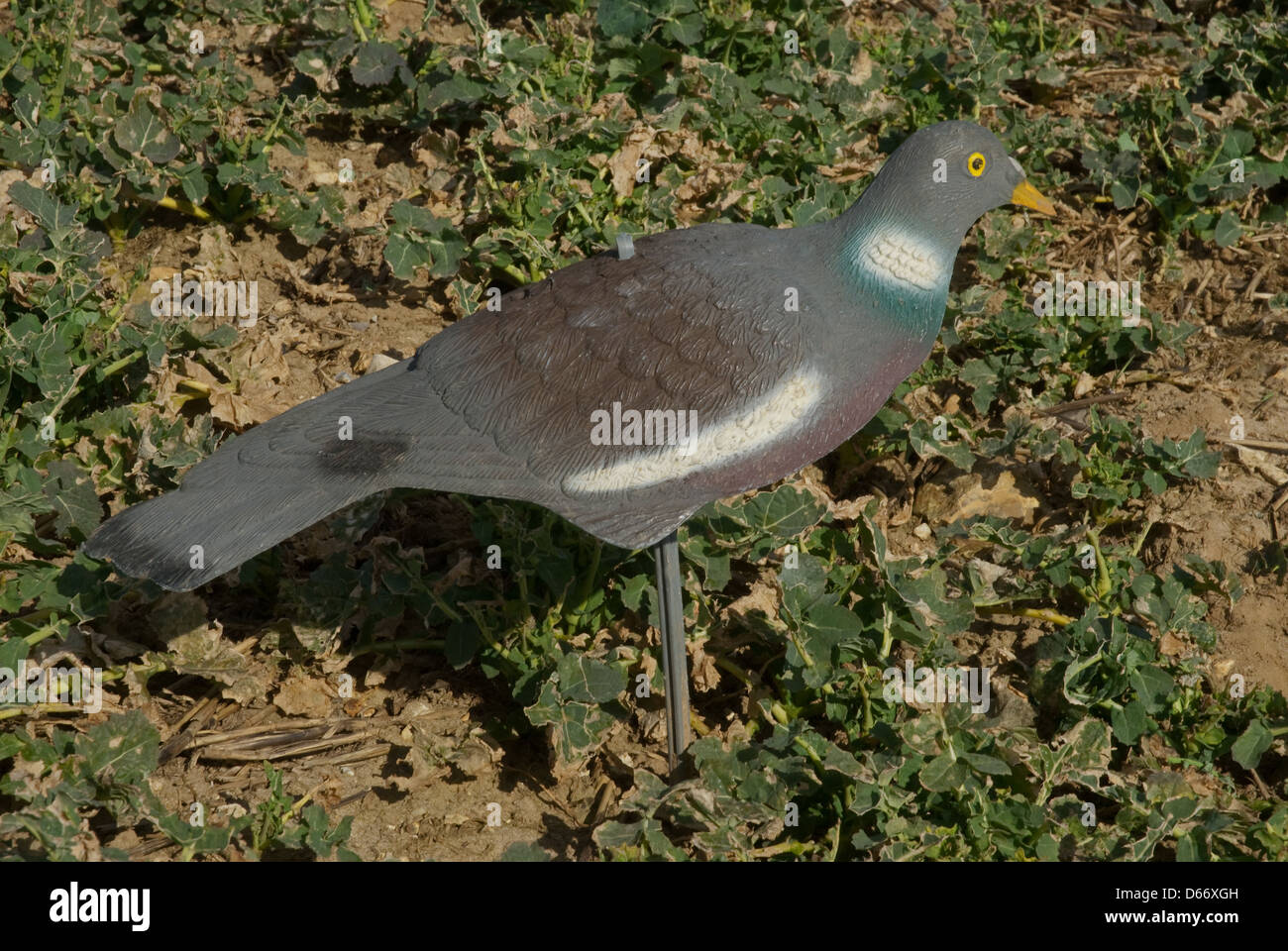 Half-shell decoys used for decoying Wood-pigeons (Columba palumbus ...