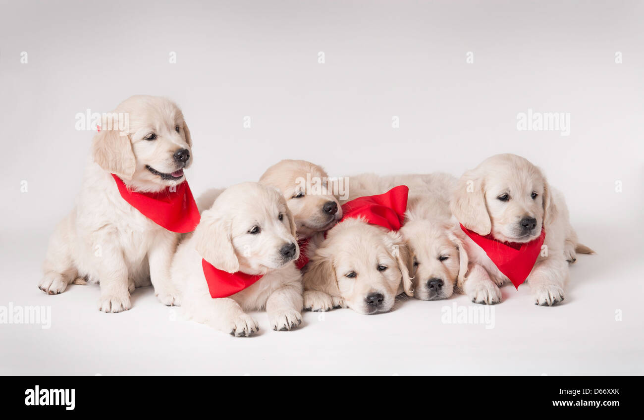 Litter of Golden Retriever puppies 7 weeks old Stock Photo - Alamy