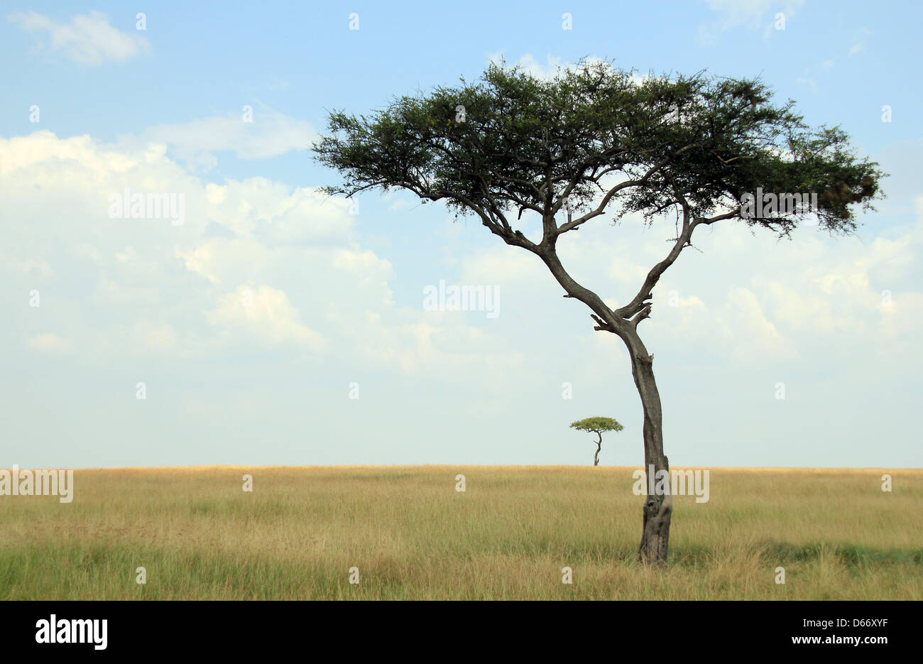 Acacia tree hi-res stock photography and images - Alamy