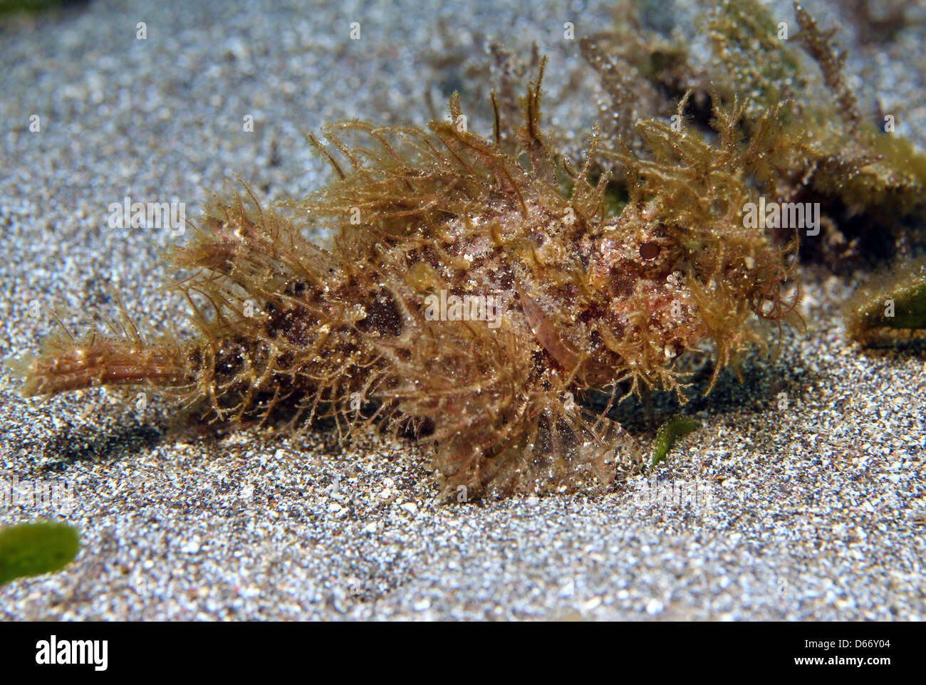 Close-up of an Ambon Scorpionfish (Pteroidichthys Amboinensis), Bunaken, Indonesia Stock Photo