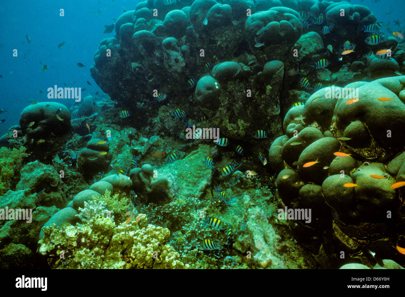 Brain Coral,Pletgyra daedalea,Sipadan Nov 1990 Underwater Slide Conversions,one of the richest marine habitats in the world. Stock Photo