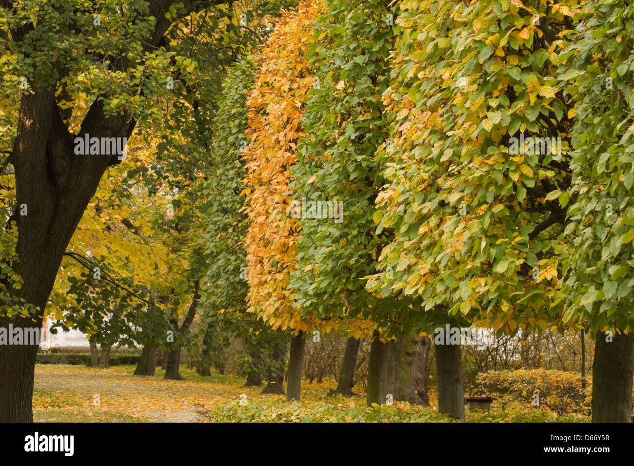 Alleyway with trees in Austerlitz Czech Republic Stock Photo