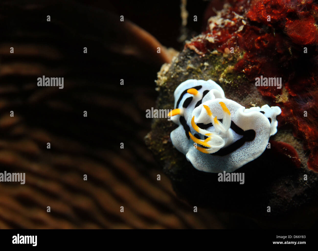 Diana’s Magnificent Slug (Chromodoris Dianae), Bunaken, Indonesia Stock Photo